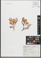 Foto von Salix reticulata L.